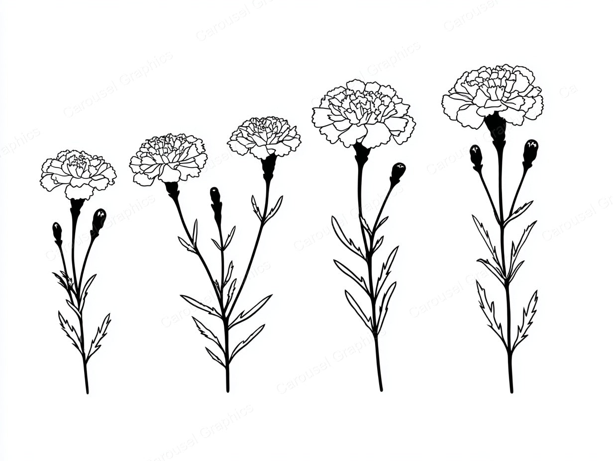 Marigold Vector Graphic preview