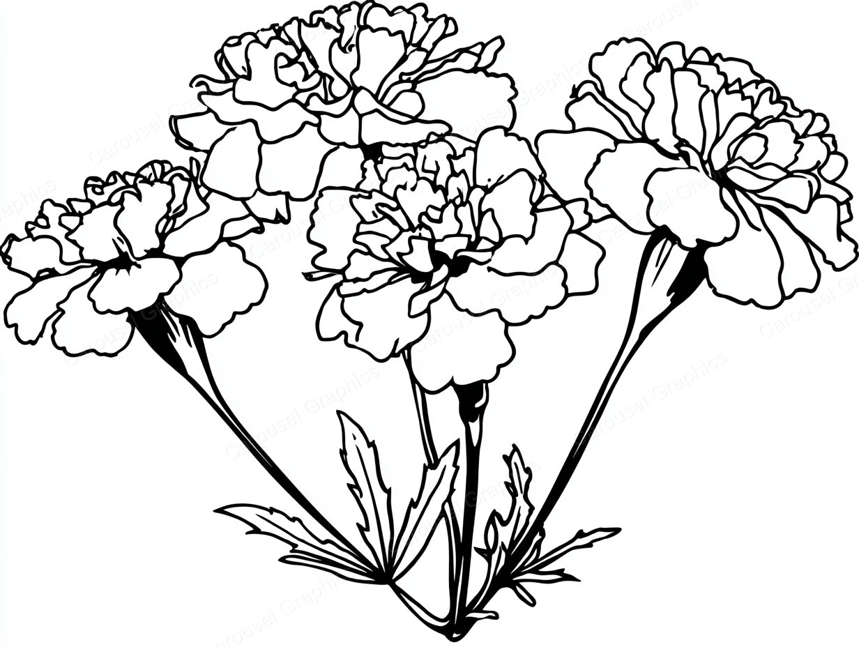 Marigold Vector Graphic preview