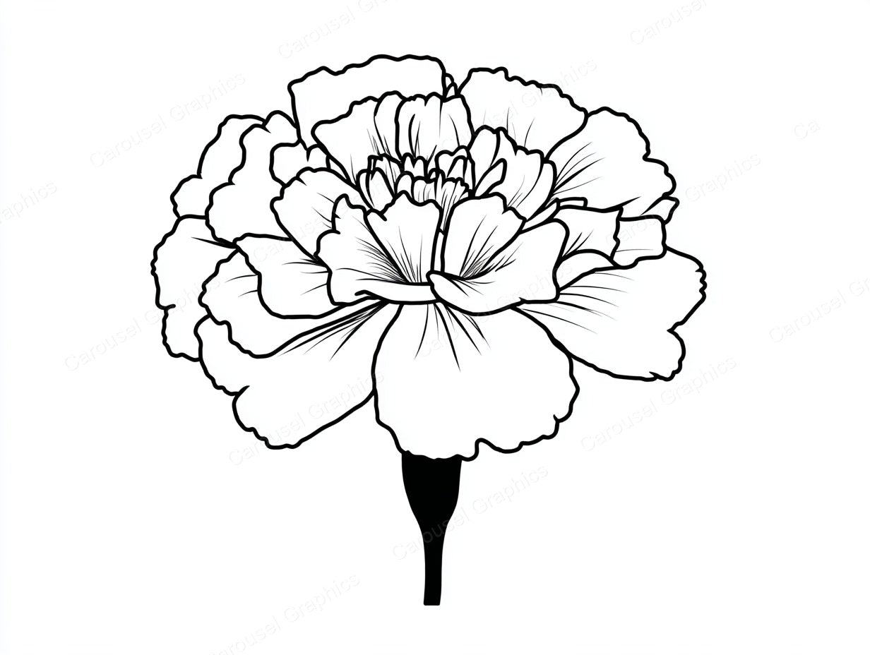 Marigold Vector Graphic preview