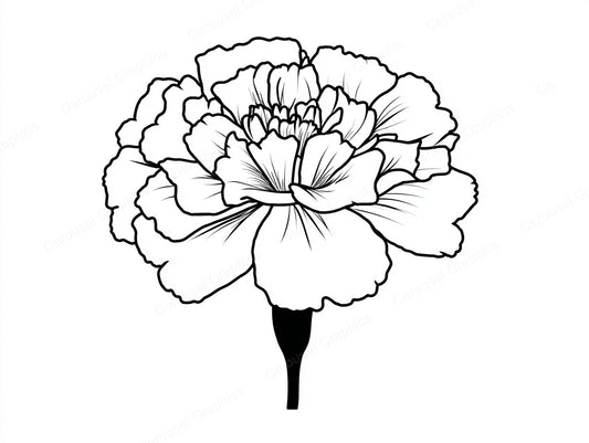 Marigold Vector Graphic preview