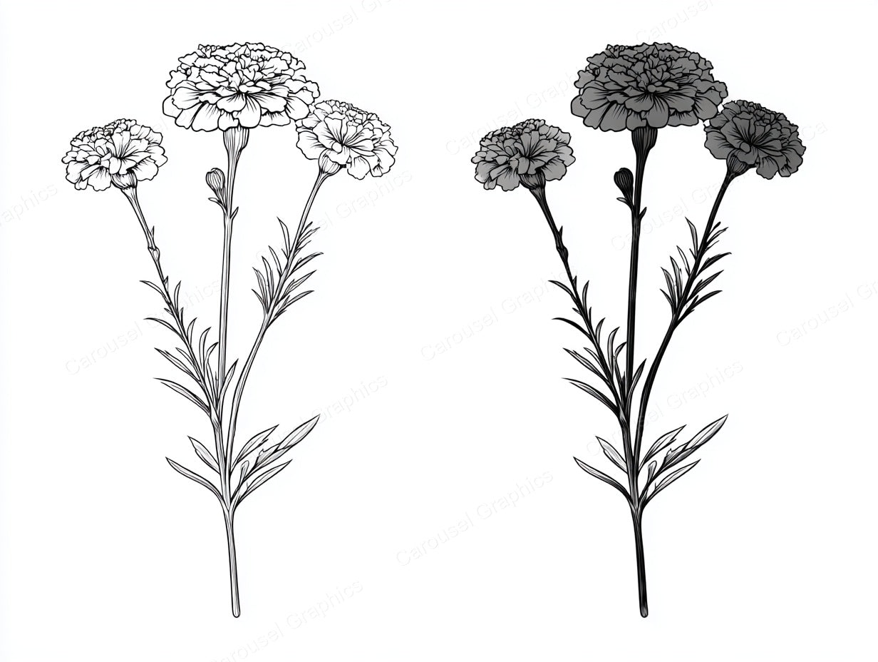 Marigold Vector Graphic preview