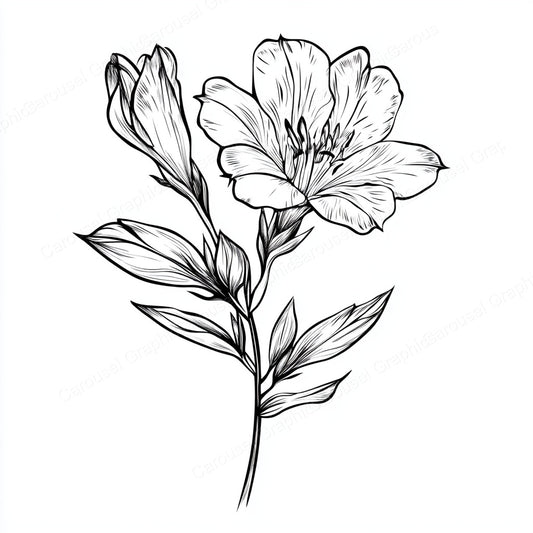 Alstroemeria Vector Graphic preview