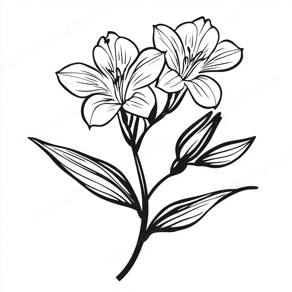 Alstroemeria Vector Graphic preview