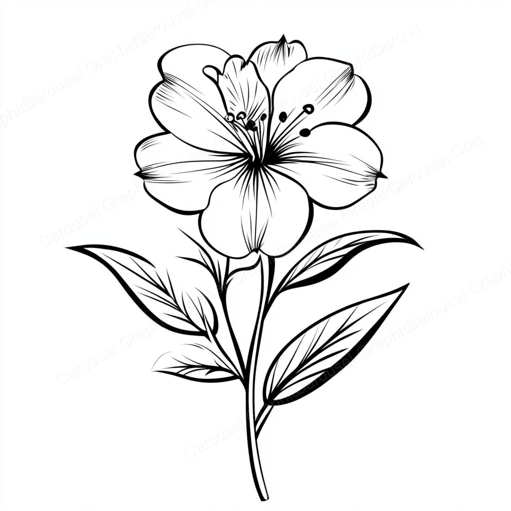 Alstroemeria Vector Graphic preview