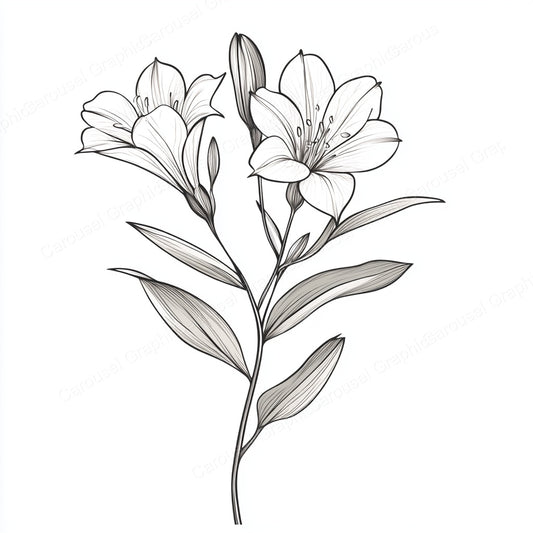 Alstroemeria Vector Graphic preview