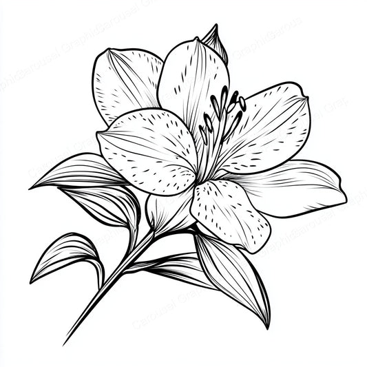 Alstroemeria Vector Graphic preview