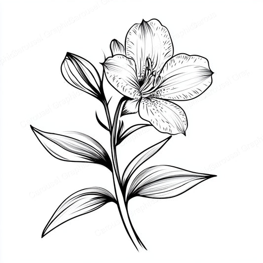 Alstroemeria Vector Graphic preview