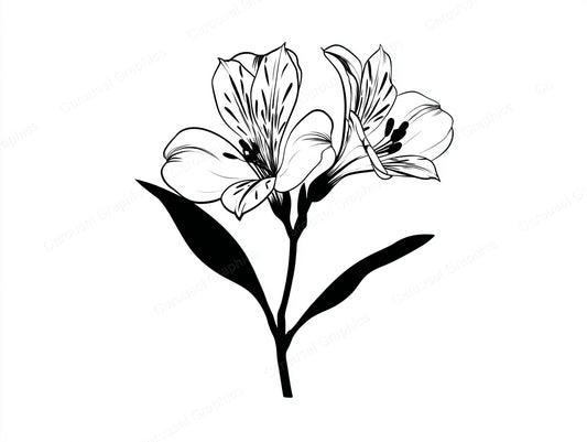 Alstroemeria Vector Graphic preview