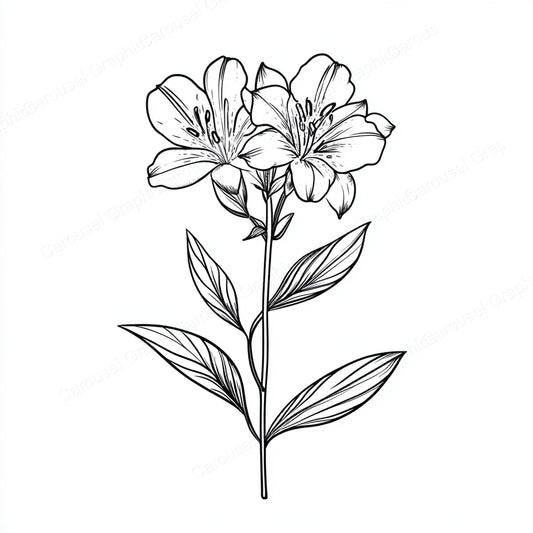 Alstroemeria Vector Graphic preview
