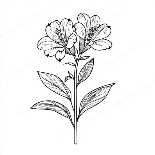 Alstroemeria Vector Graphic preview