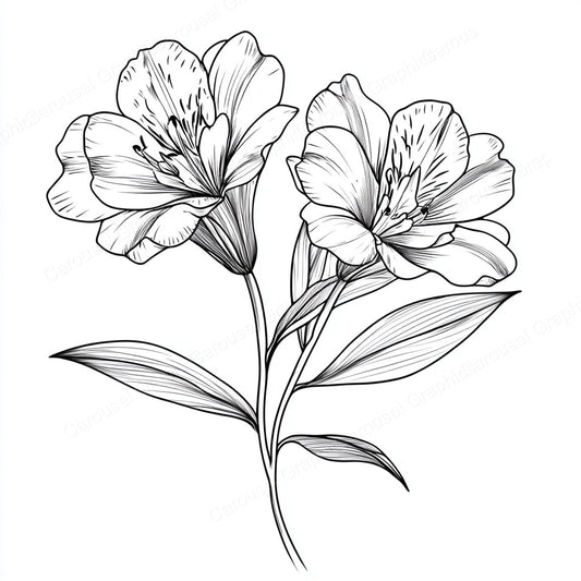 Alstroemeria Vector Graphic preview