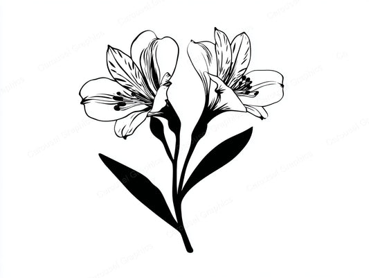 Alstroemeria Vector Graphic preview