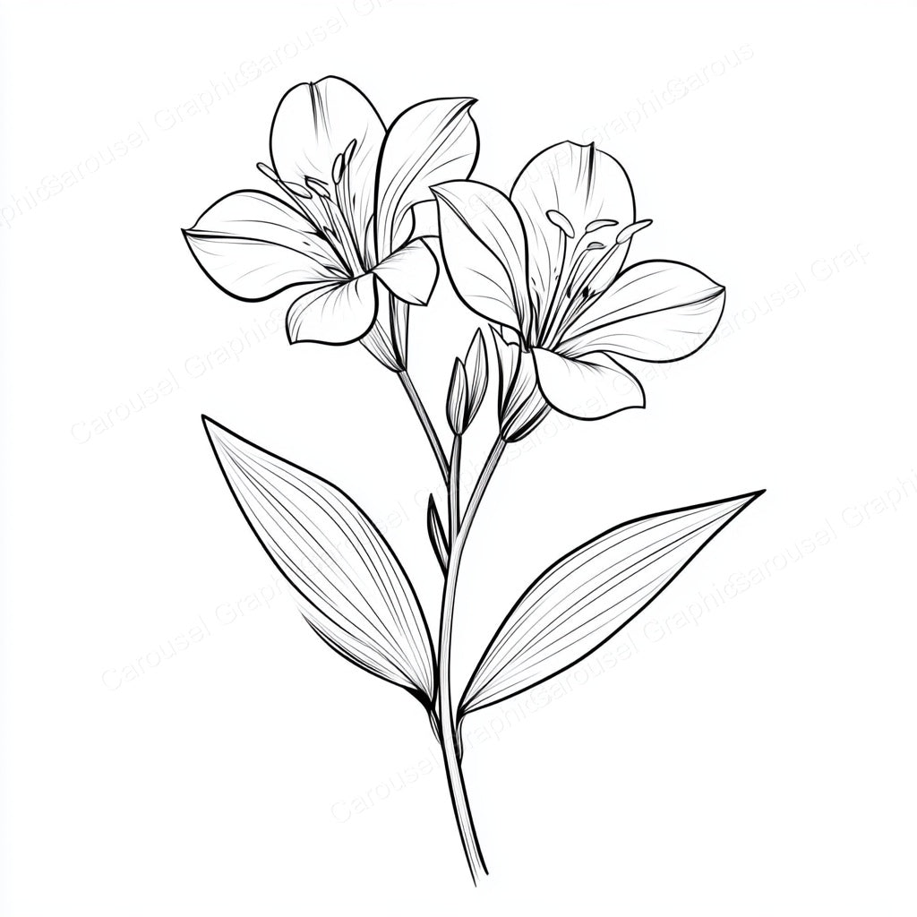Alstroemeria Vector Graphic preview