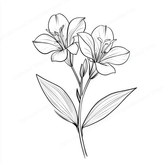 Alstroemeria Vector Graphic preview