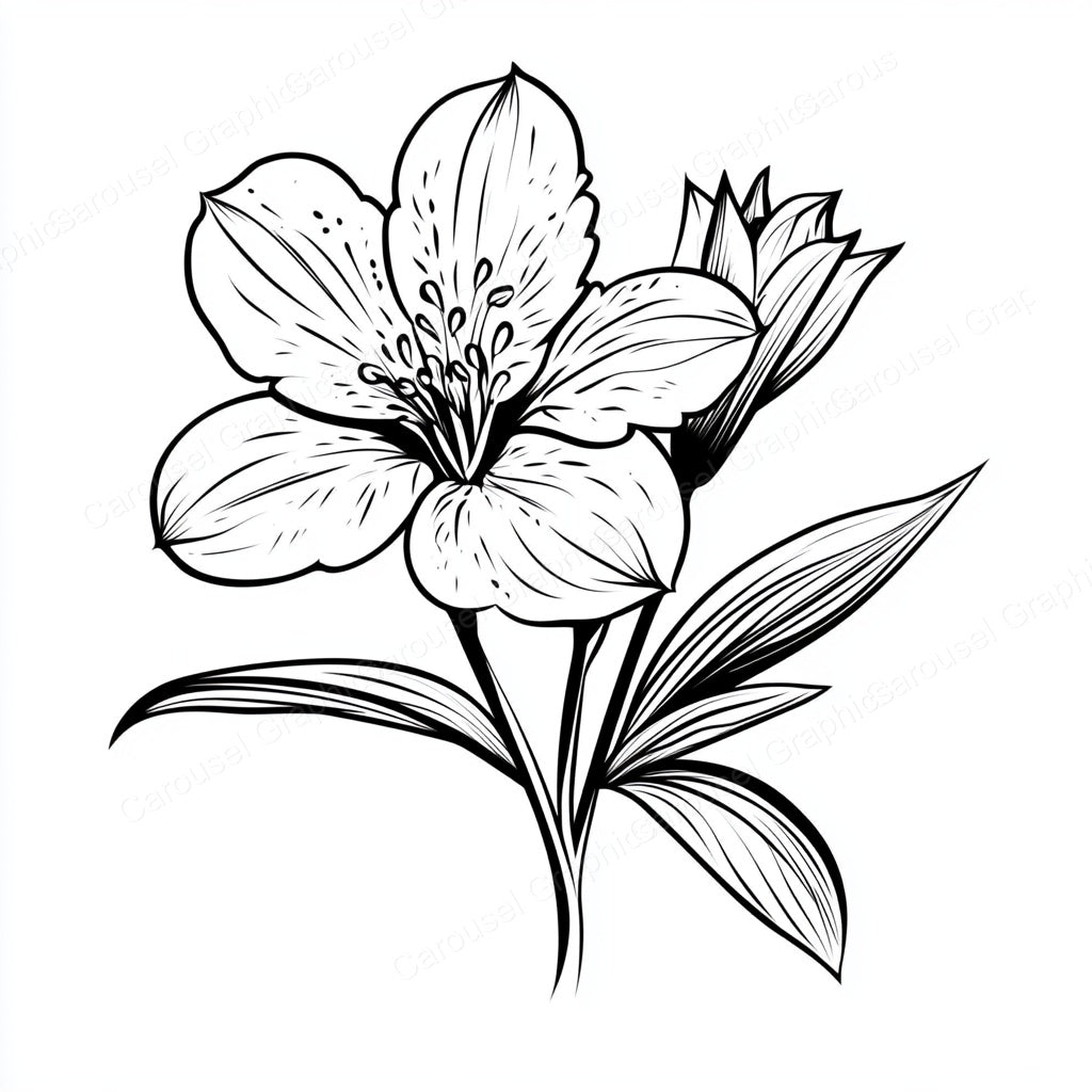 Alstroemeria Vector Graphic preview