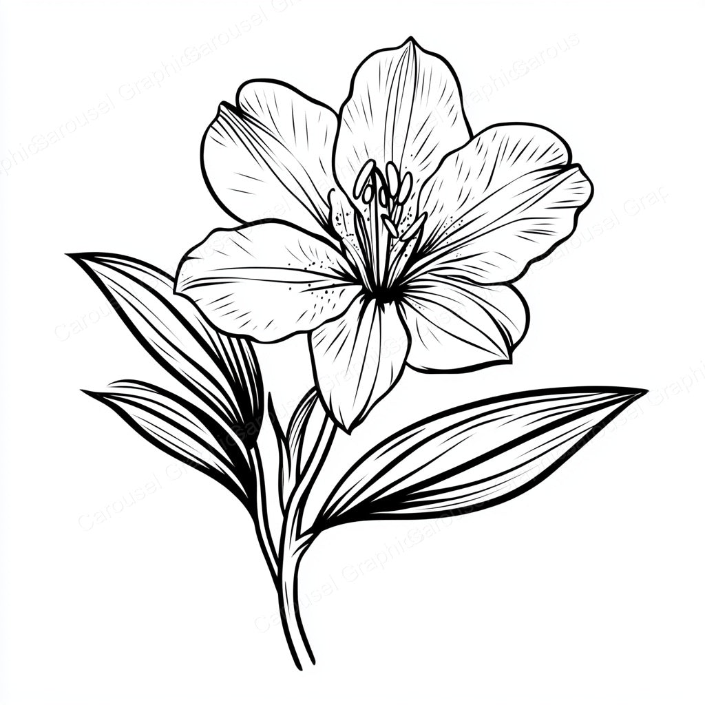 Alstroemeria Vector Graphic preview