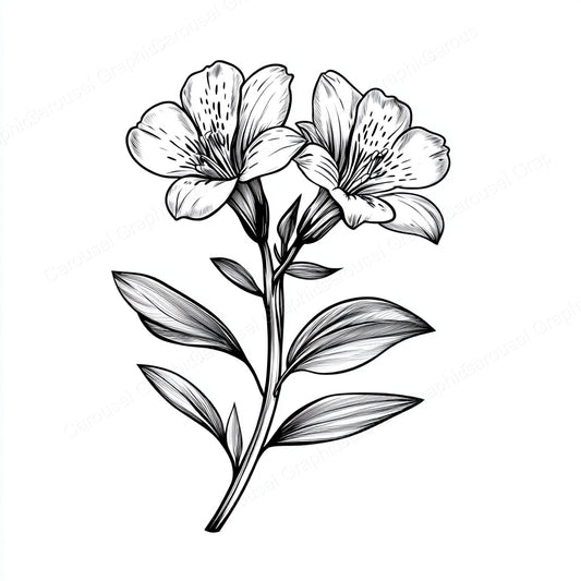 Alstroemeria Vector Graphic preview