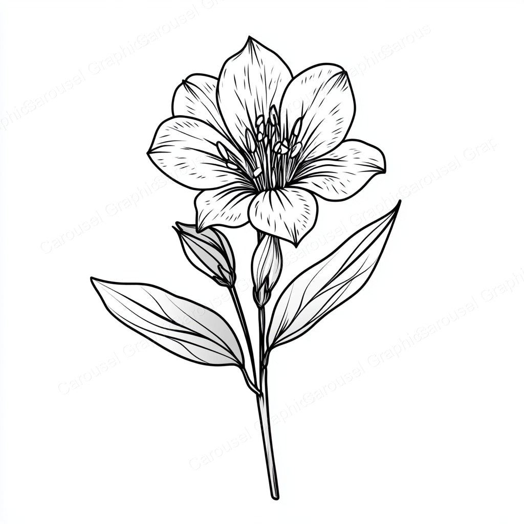 Alstroemeria Vector Graphic preview