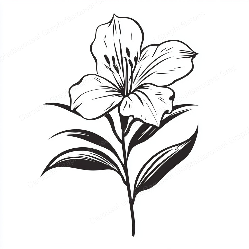 Alstroemeria Vector Graphic preview