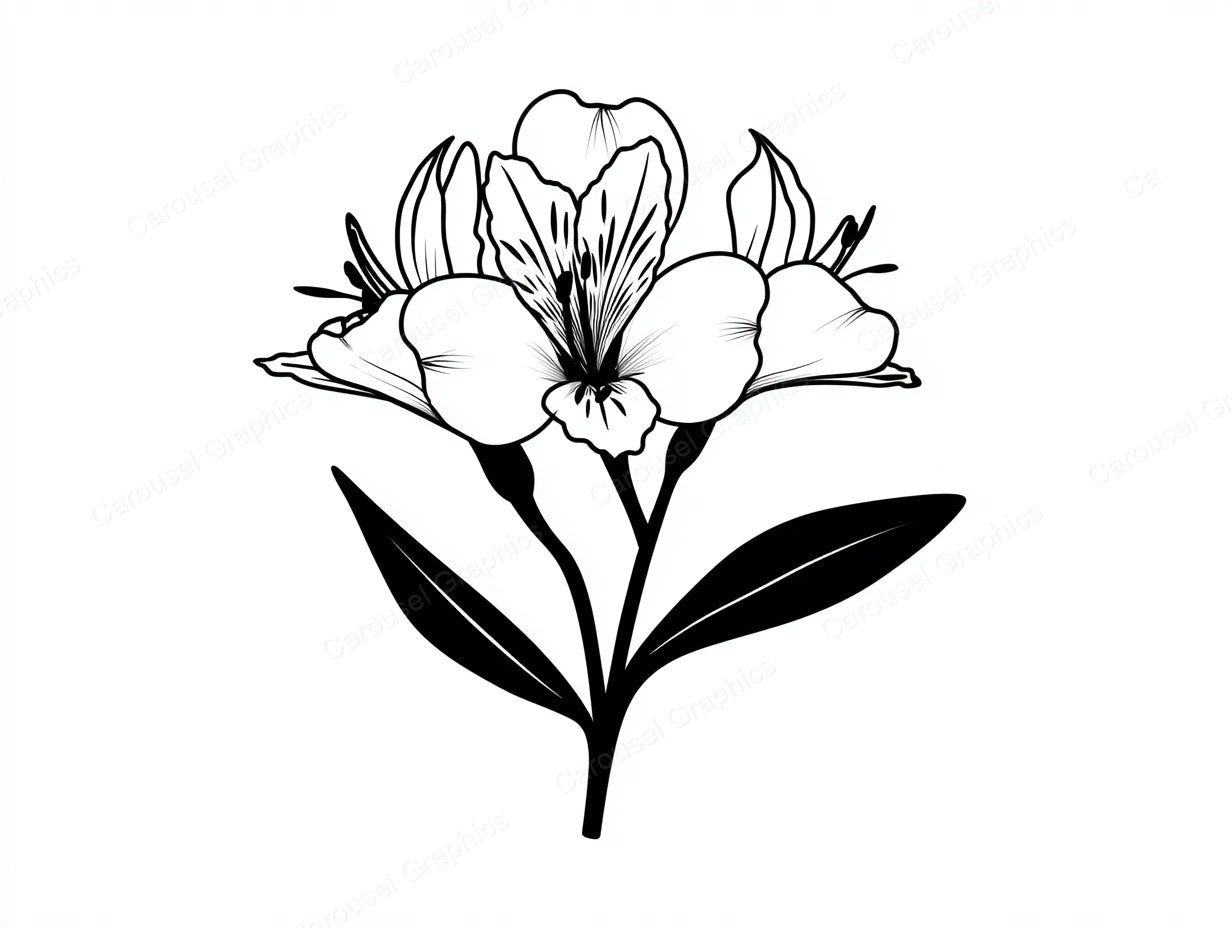 Alstroemeria Vector Graphic preview