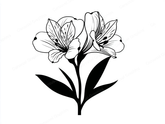 Alstroemeria Vector Graphic preview