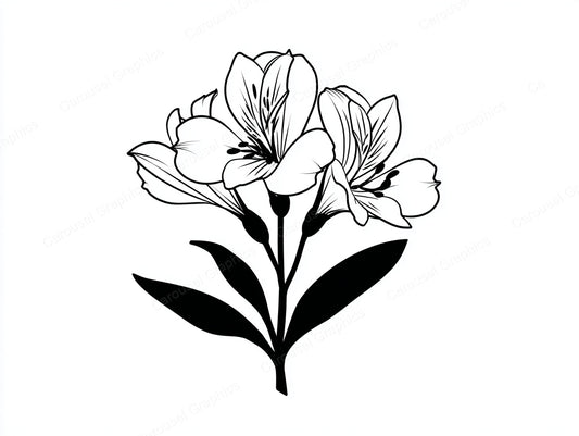 Alstroemeria Vector Graphic preview