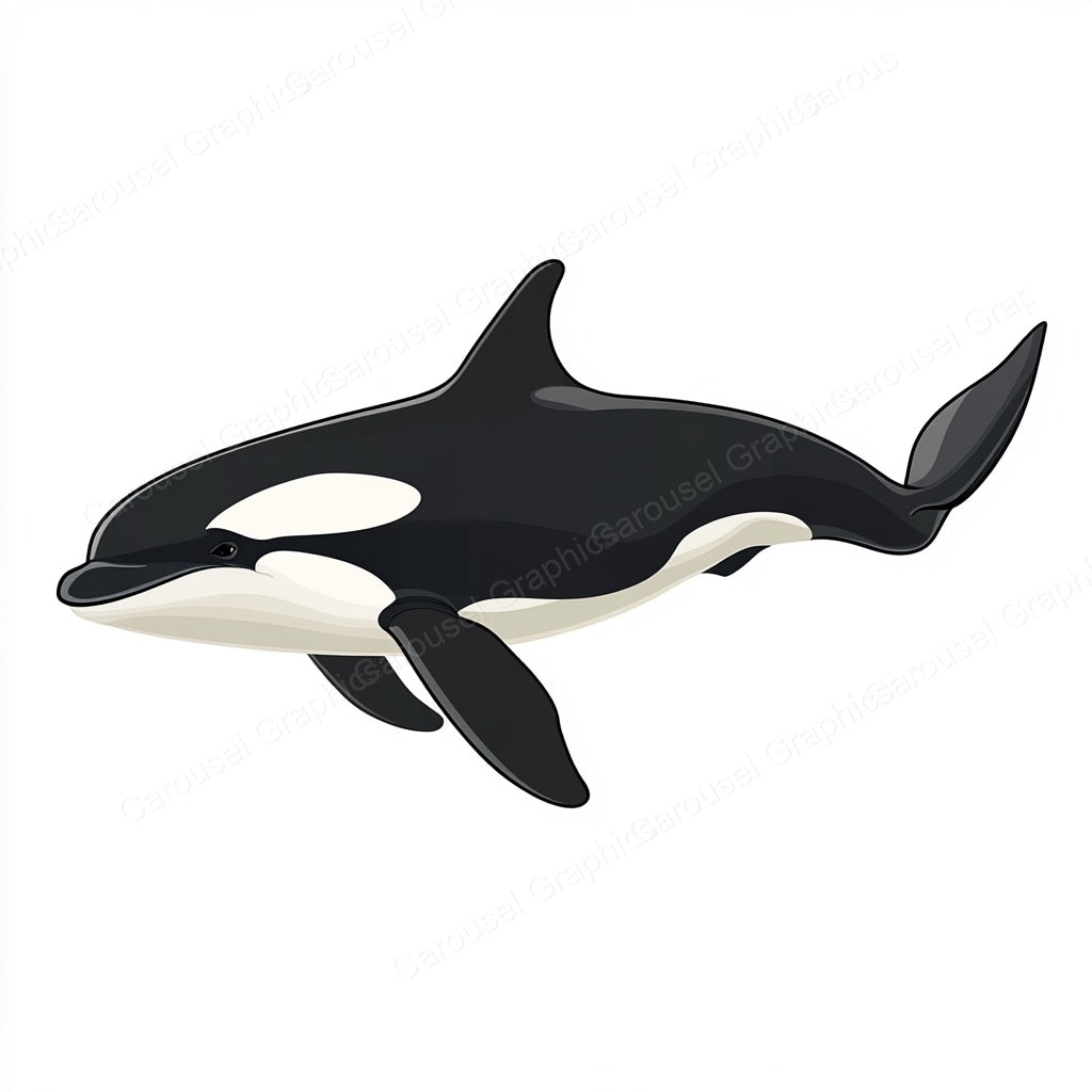 Orca Vector Graphic preview