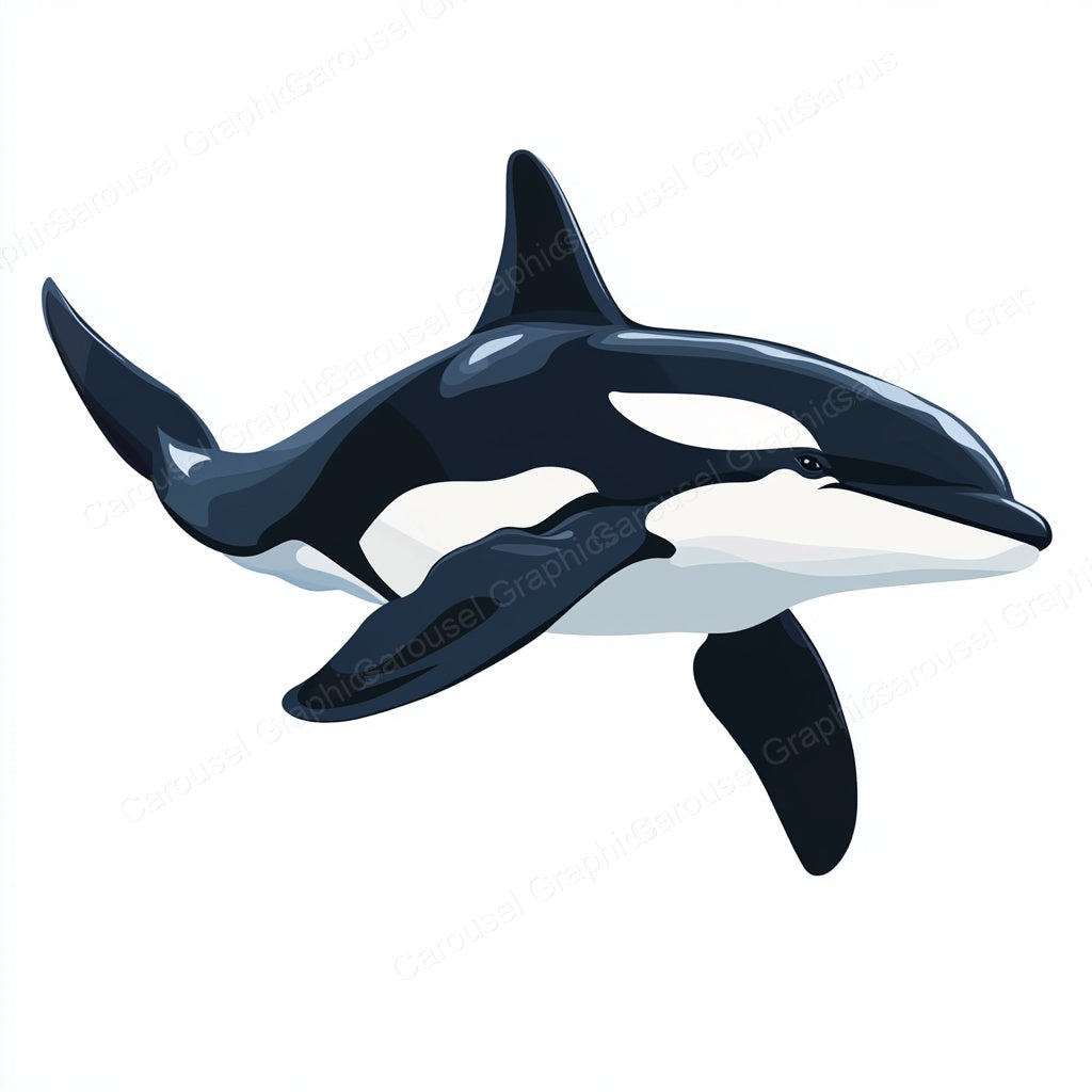 Orca Vector Graphic preview