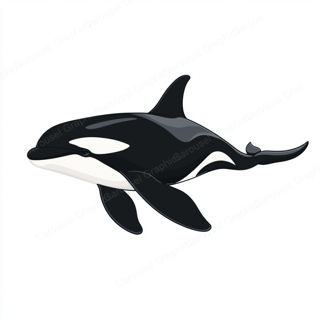 Orca Vector Graphic preview