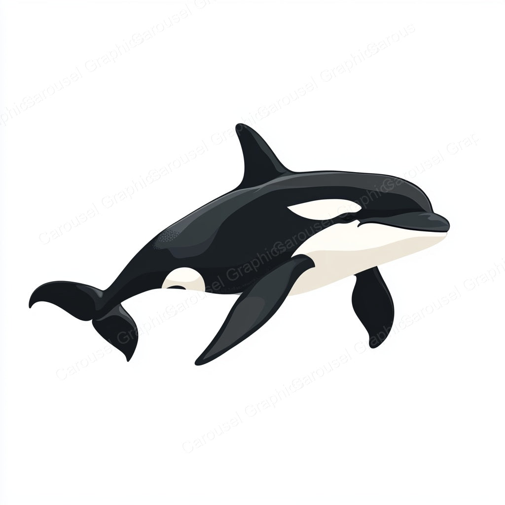 Orca Vector Graphic preview