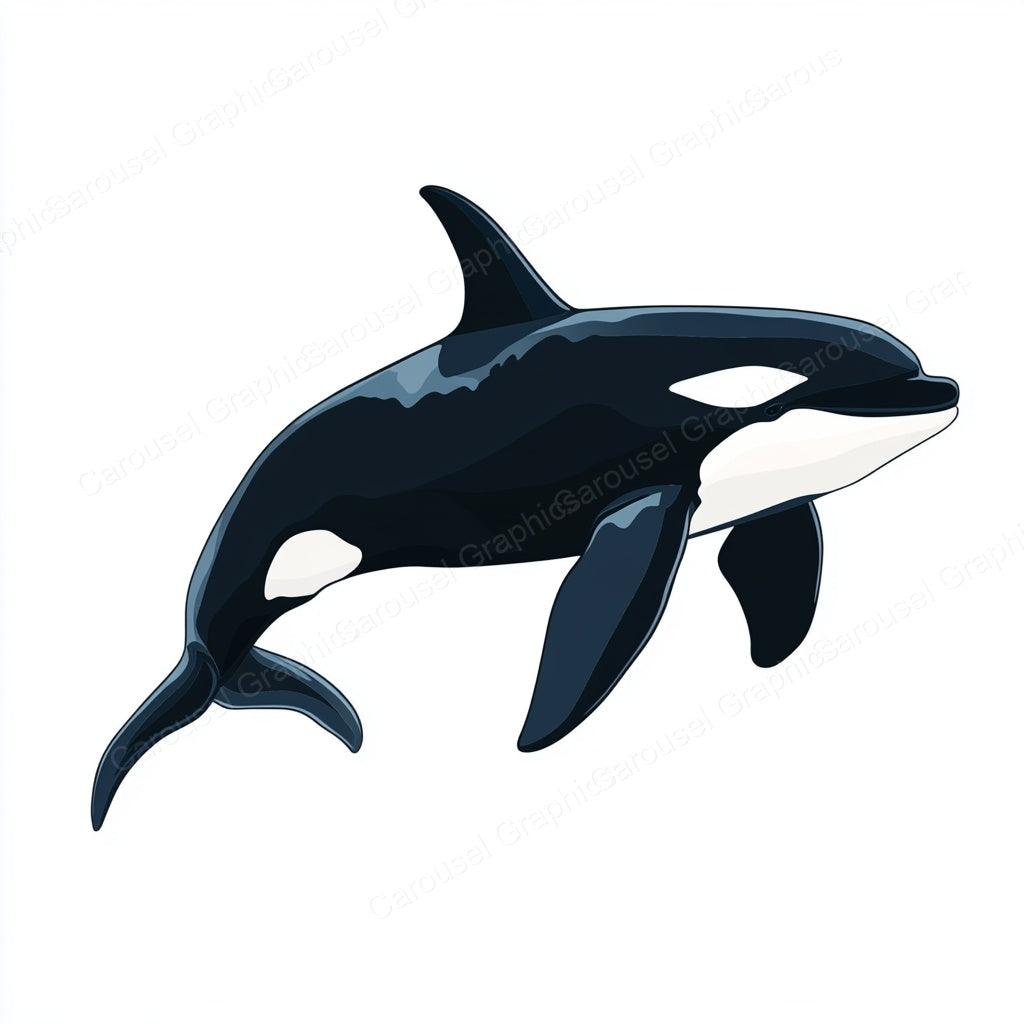 Orca Vector Graphic preview