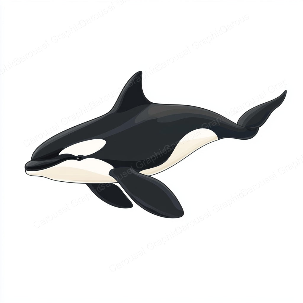 Orca Vector Graphic preview