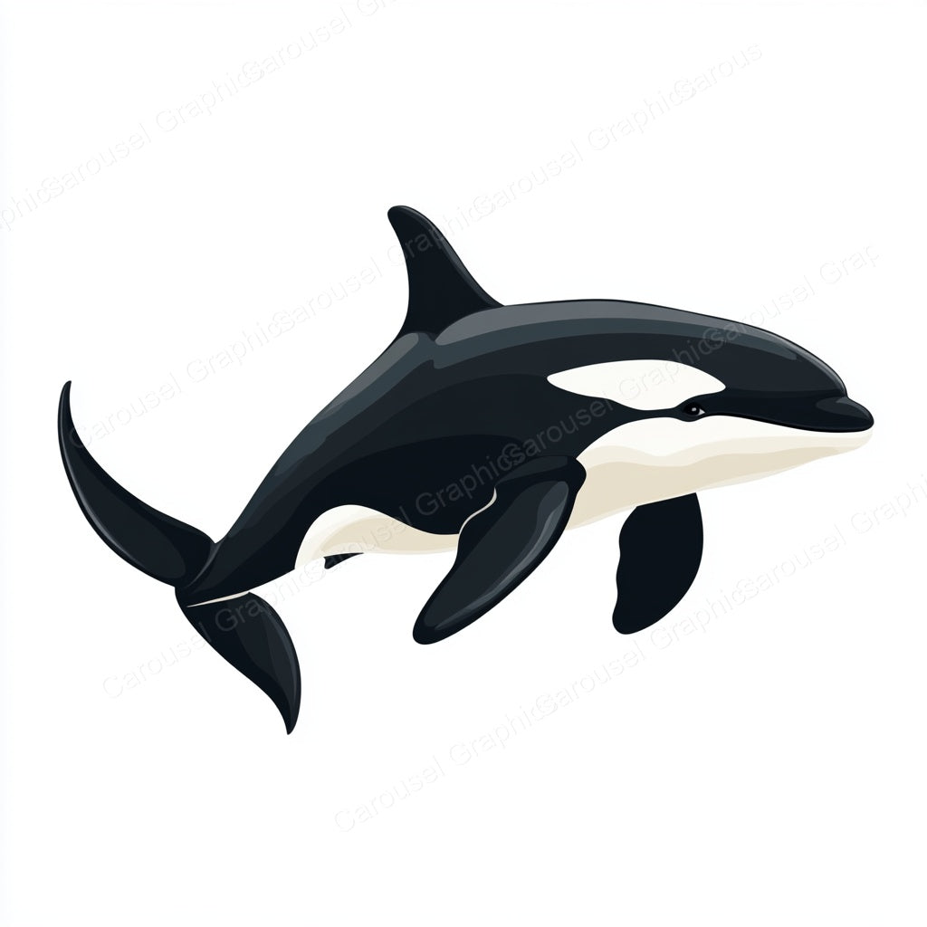 Orca Vector Graphic preview