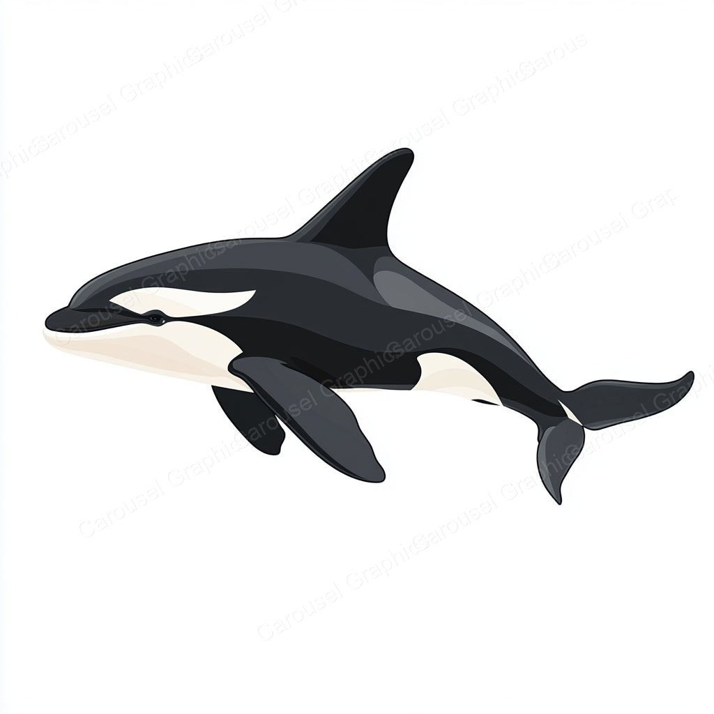 Orca Vector Graphic preview