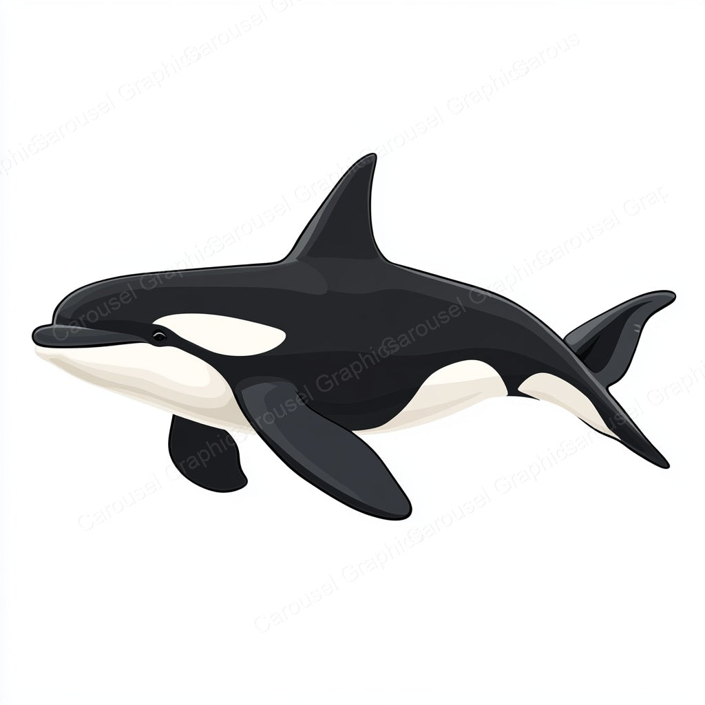 Orca Vector Graphic preview