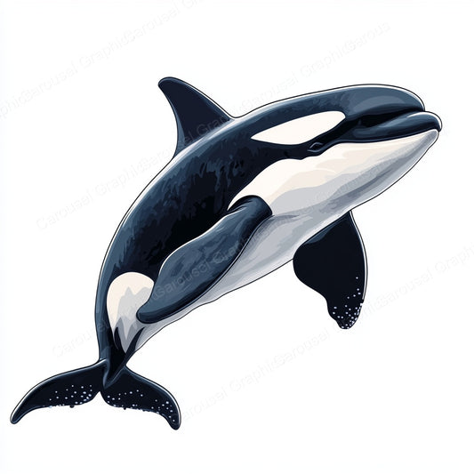 Orca Vector Graphic preview