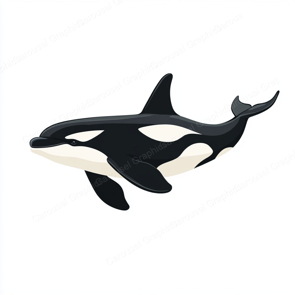 Orca Vector Graphic preview