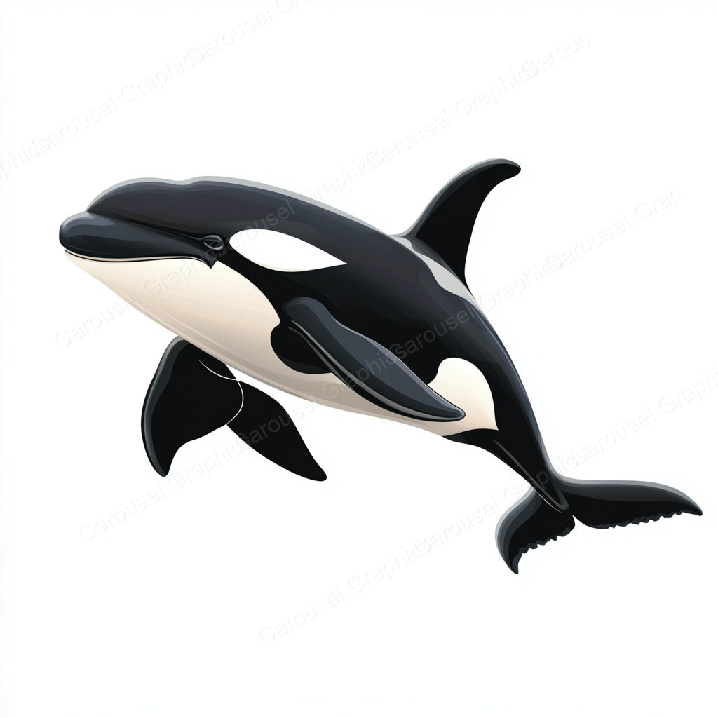 Orca Vector Graphic preview