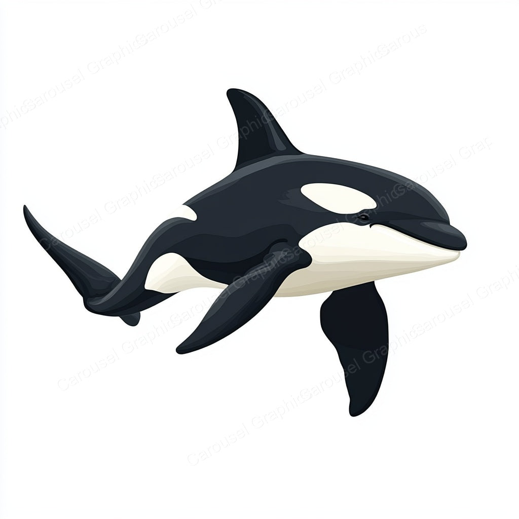 Orca Vector Graphic preview