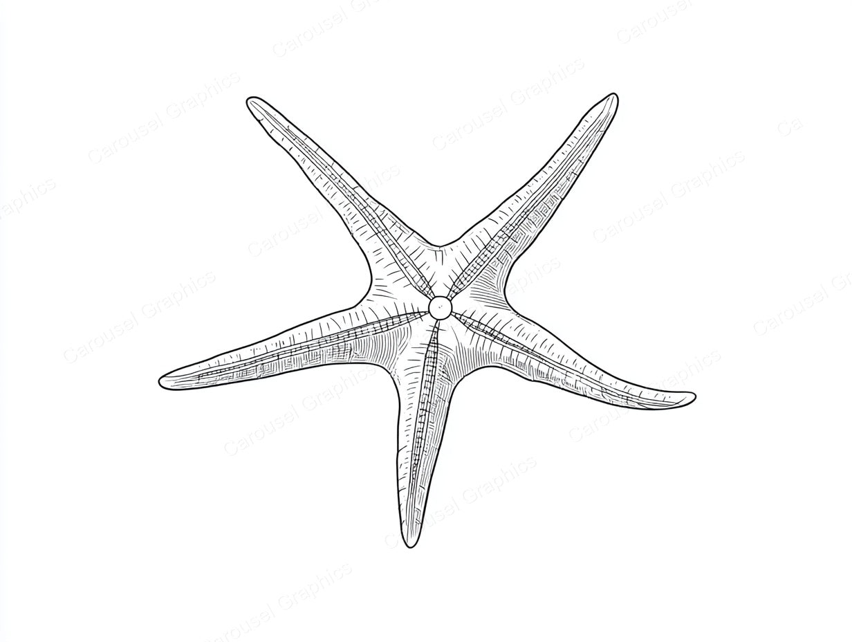 Starfish Vector Graphic preview