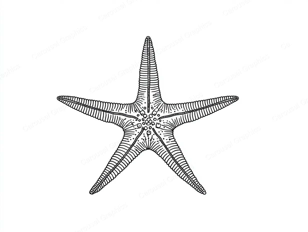 Starfish Vector Graphic preview