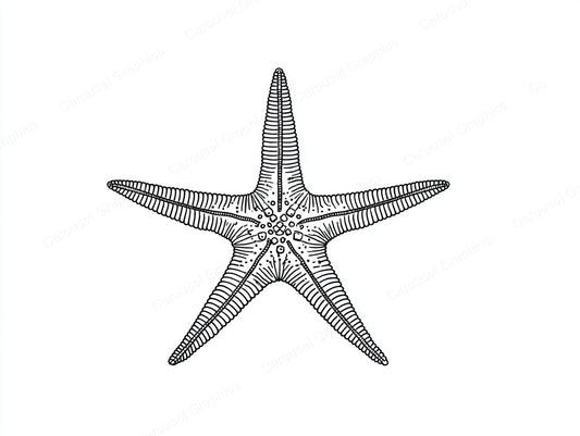 Starfish Vector Graphic preview