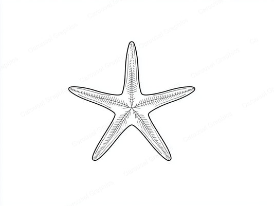 Starfish Vector Graphic preview