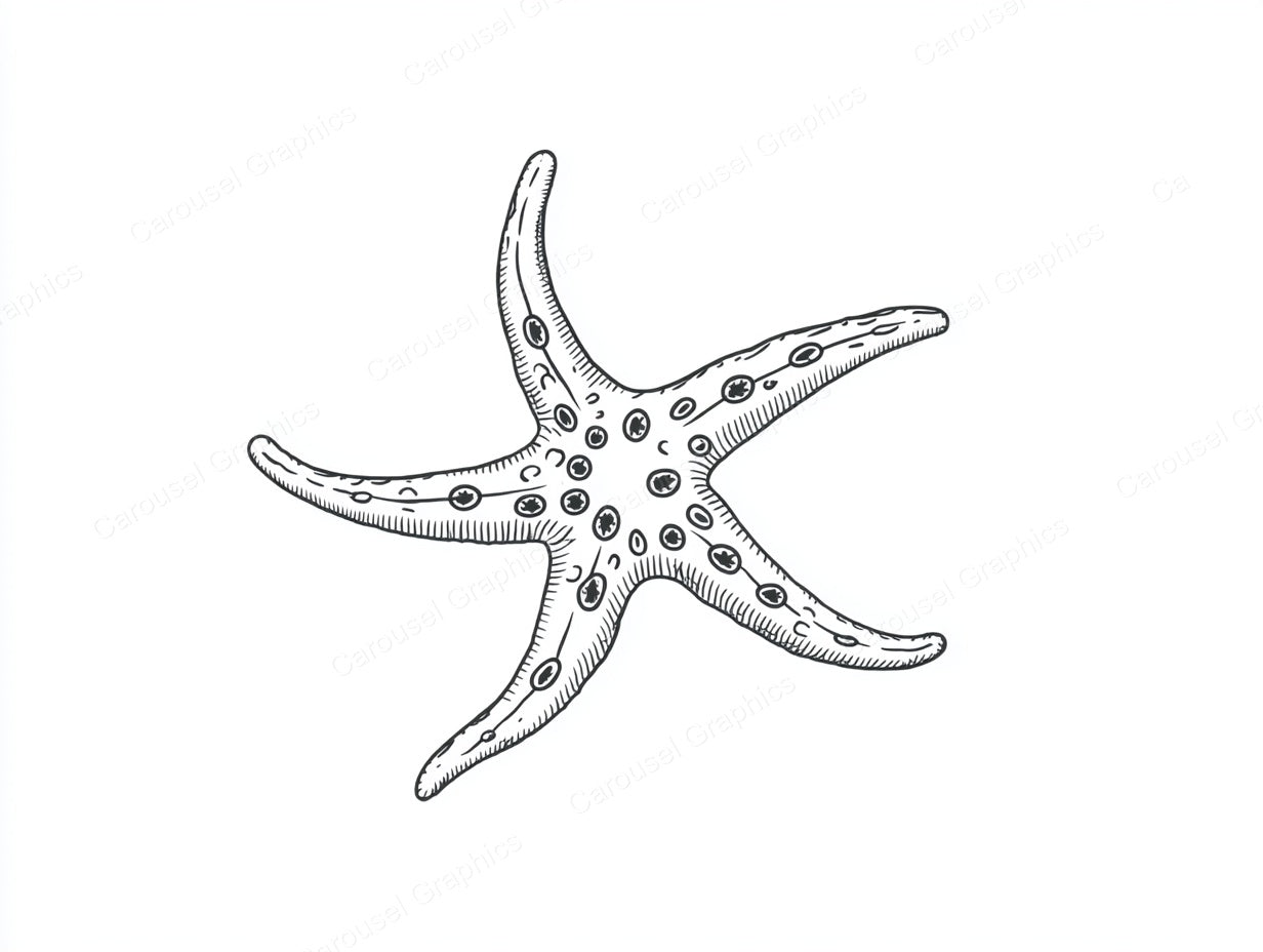 Starfish Vector Graphic preview