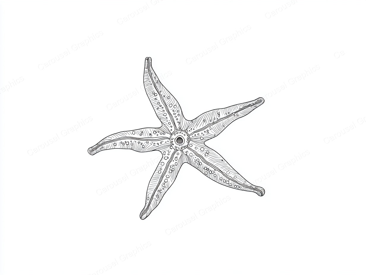 Starfish Vector Graphic preview