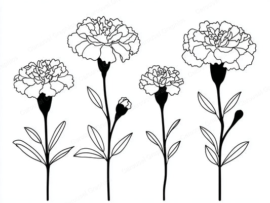 Marigold Vector Graphic preview