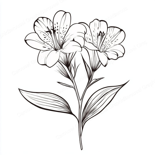 Alstroemeria Vector Graphic preview