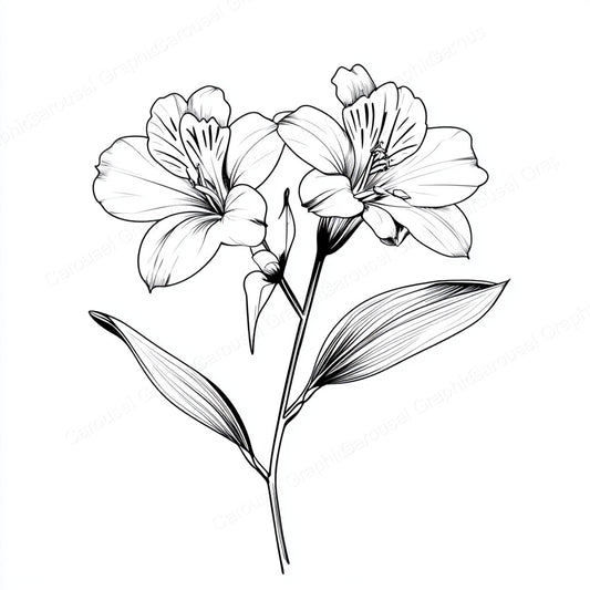 Alstroemeria Vector Graphic preview