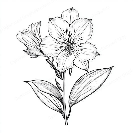 Alstroemeria Vector Graphic preview