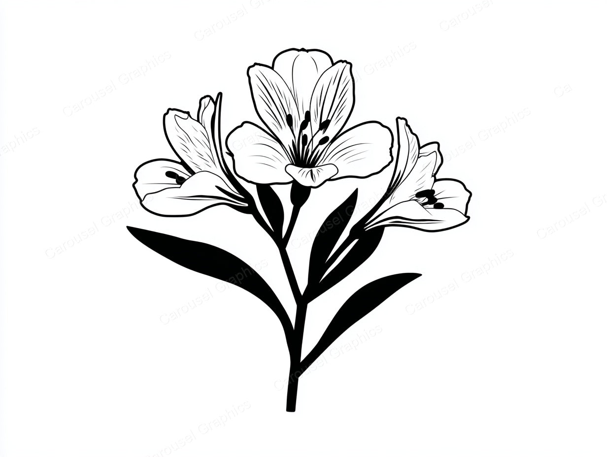 Alstroemeria Vector Graphic preview